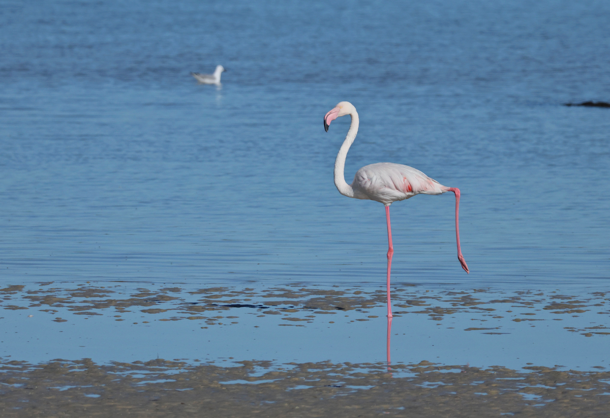 Flamant rose - ML647415261