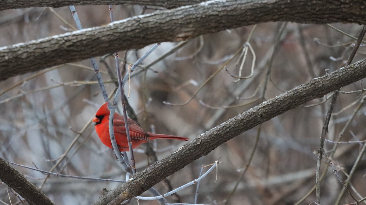 Northern Cardinal - ML647415262