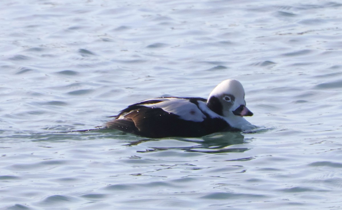 Long-tailed Duck - ML647415263