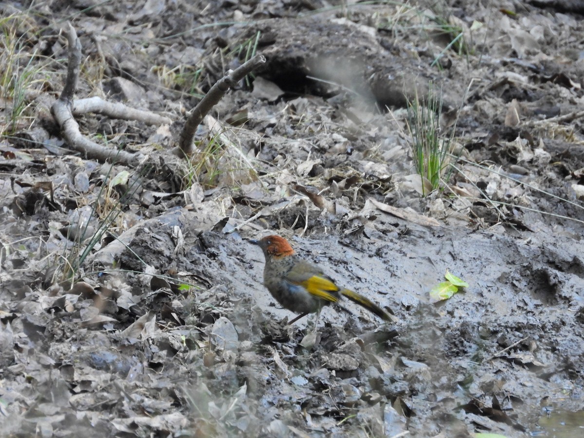 Chestnut-crowned Laughingthrush - ML647415265