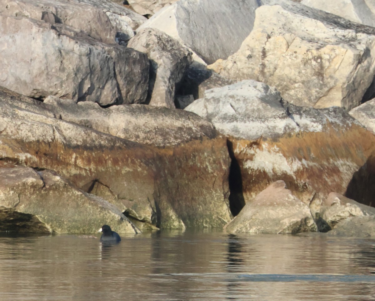 American Coot - ML647415269