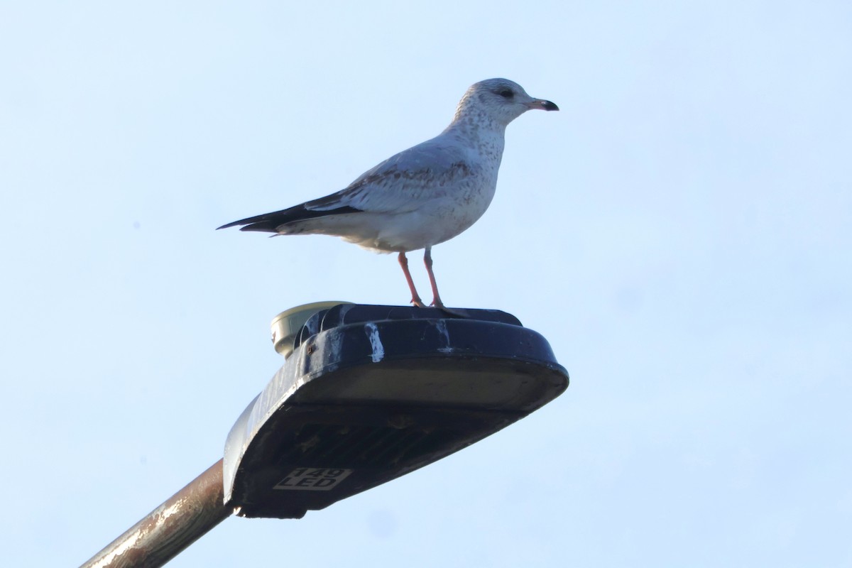 Ring-billed Gull - ML647415272