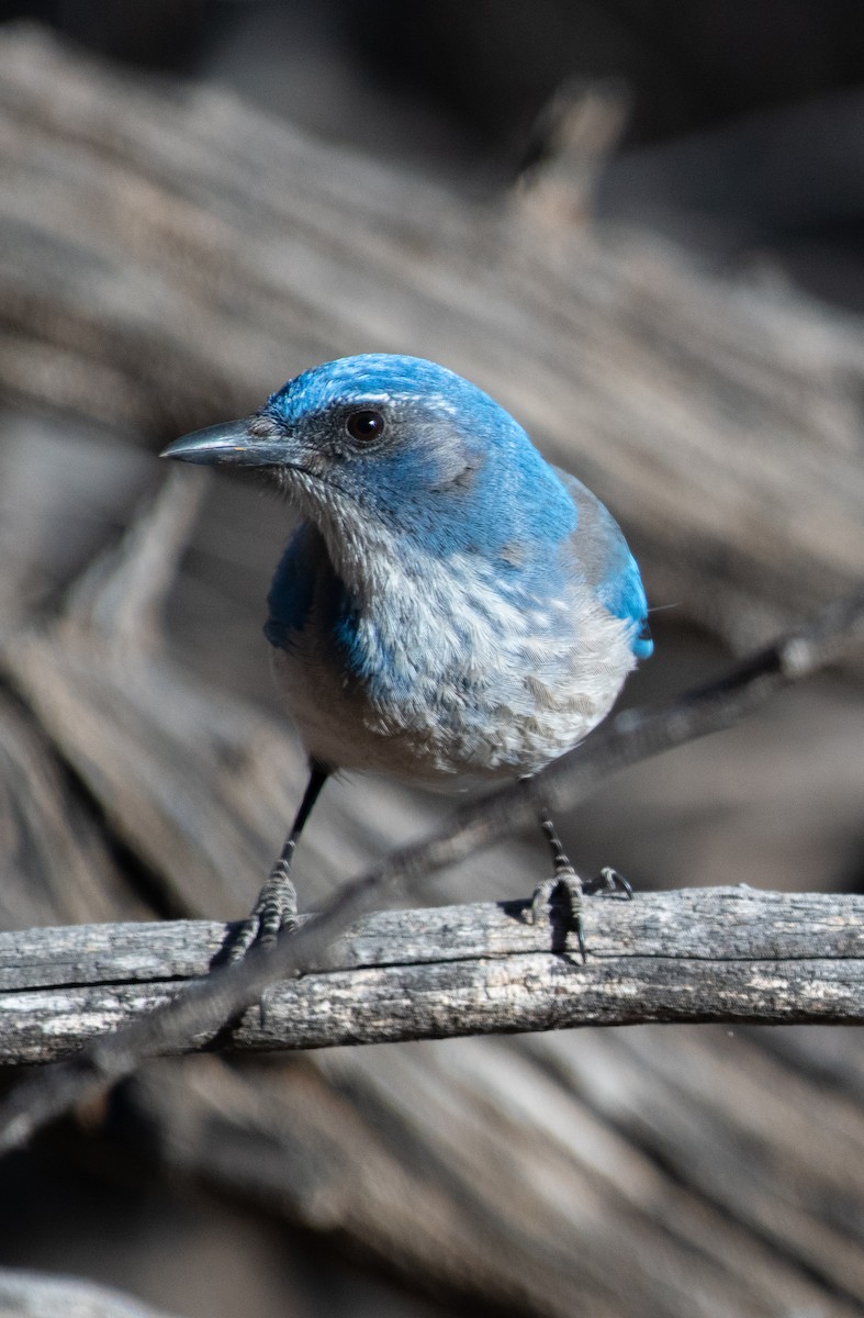 sojka vnitrozemská - ML647415278