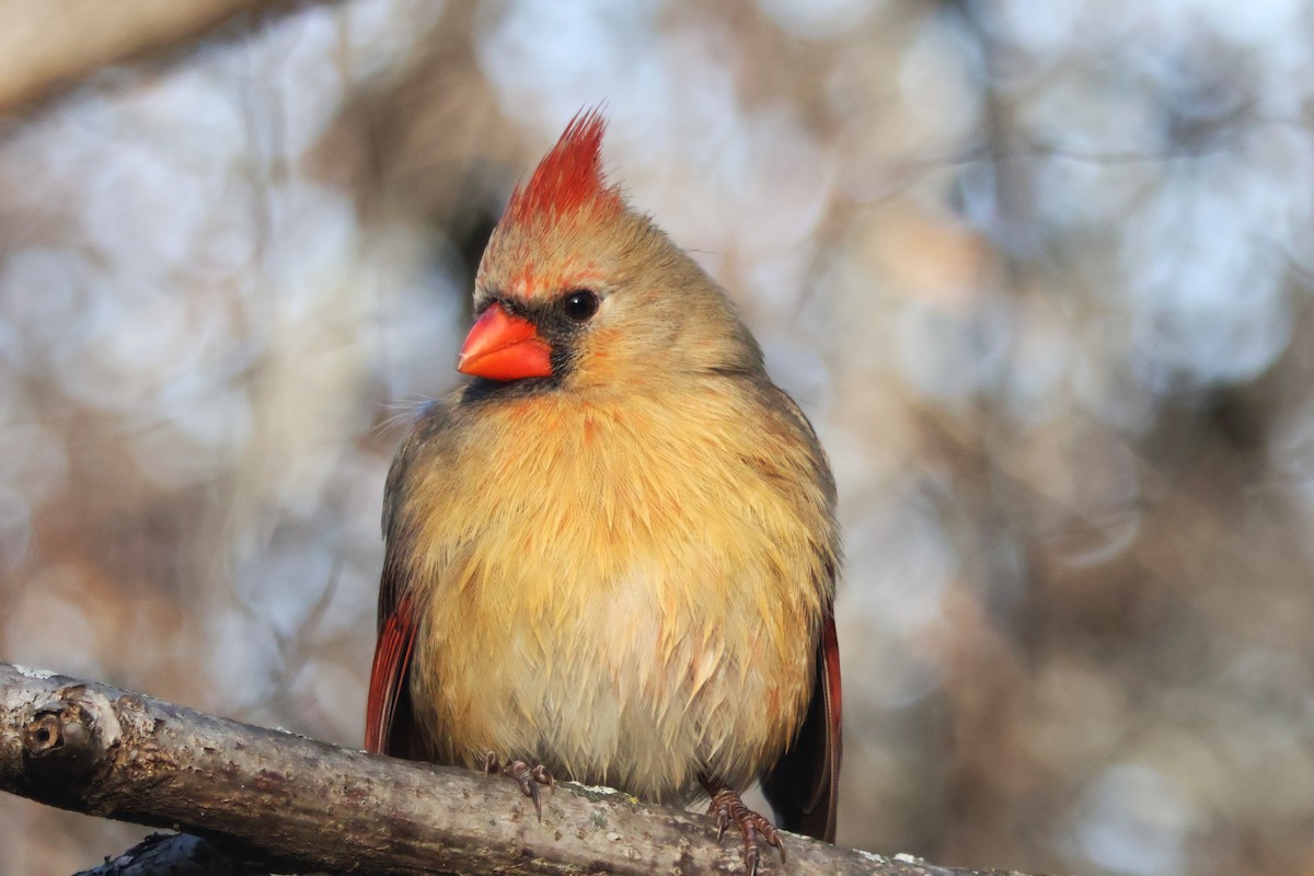 Northern Cardinal - ML647415279