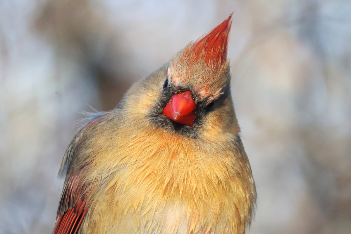 Northern Cardinal - ML647415280