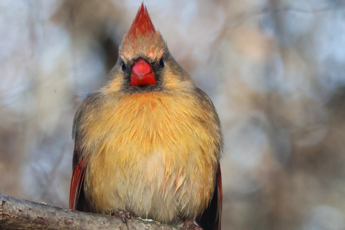 Northern Cardinal - ML647415281