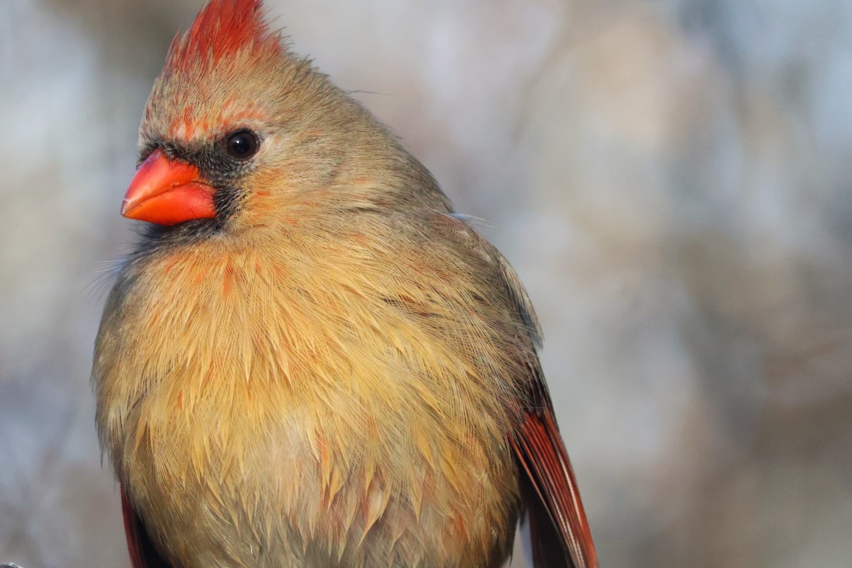 Northern Cardinal - ML647415282