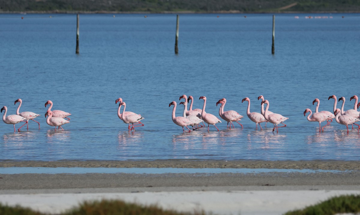 Zwergflamingo - ML647415283