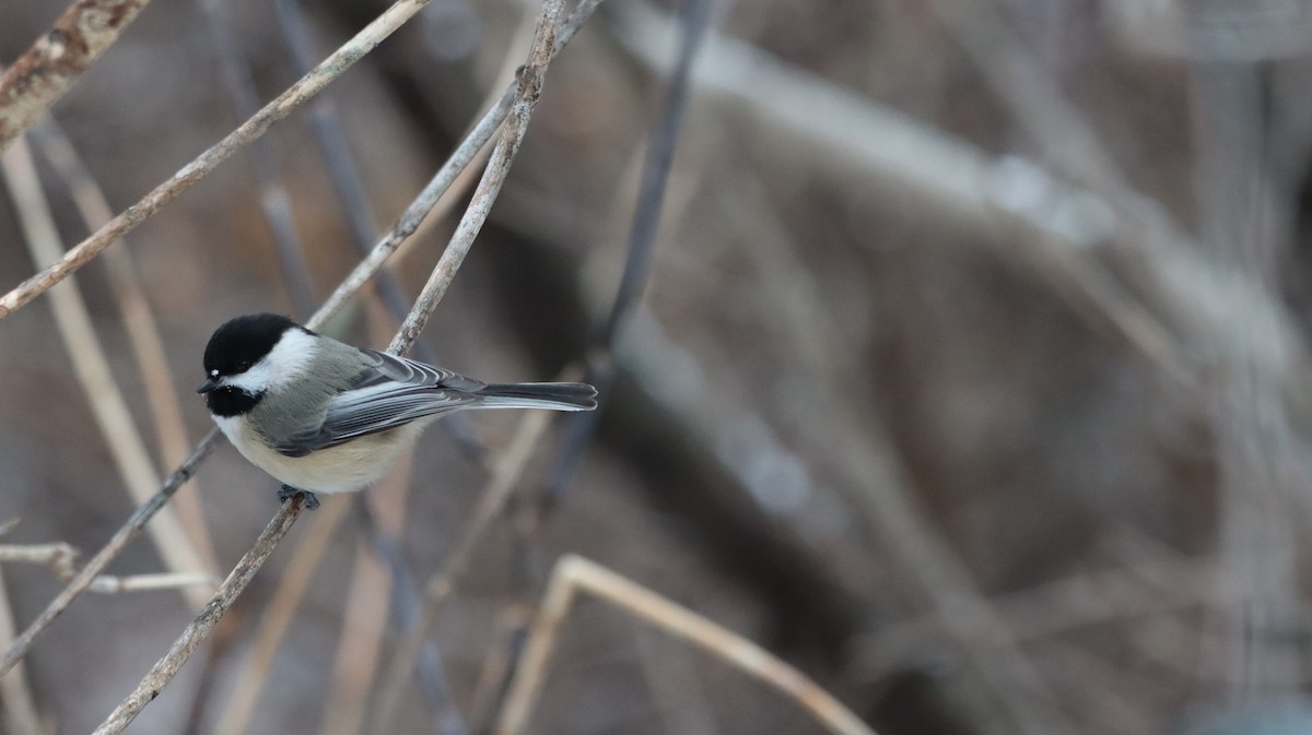 Black-capped Chickadee - ML647415290