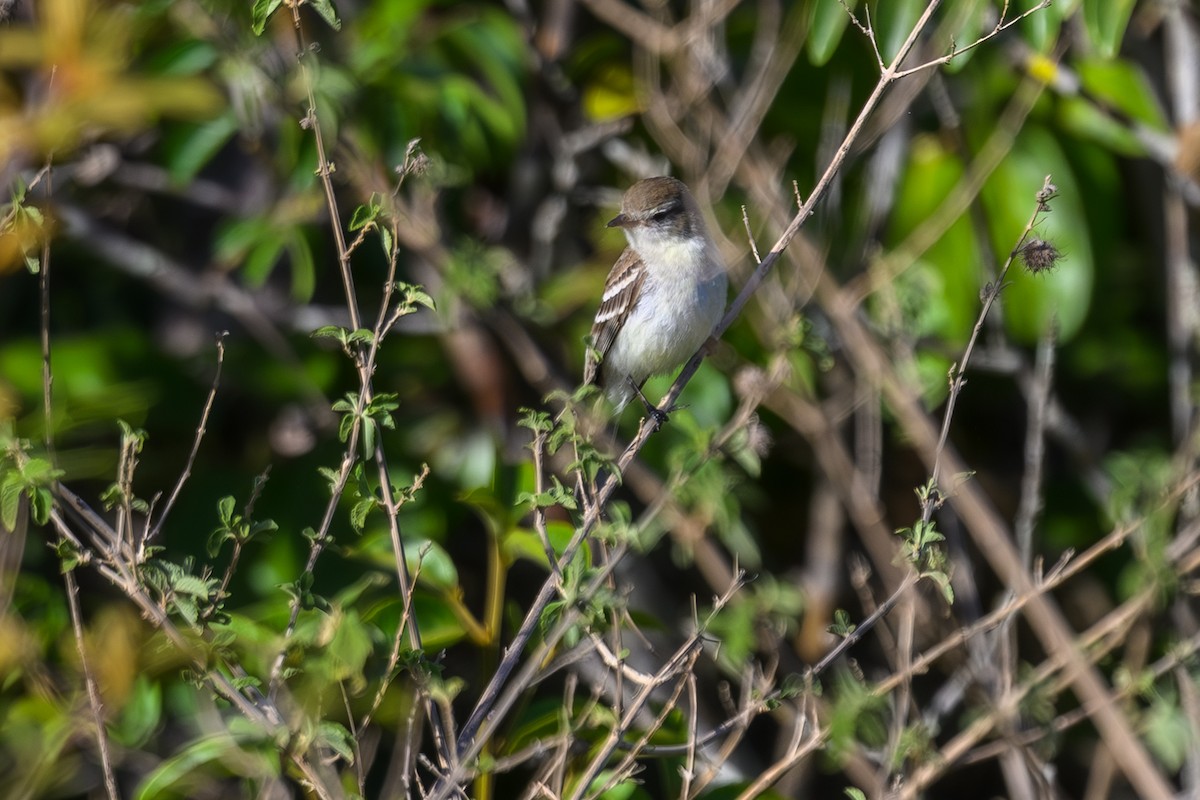 Mouse-colored Tyrannulet (Southern) - ML647415293