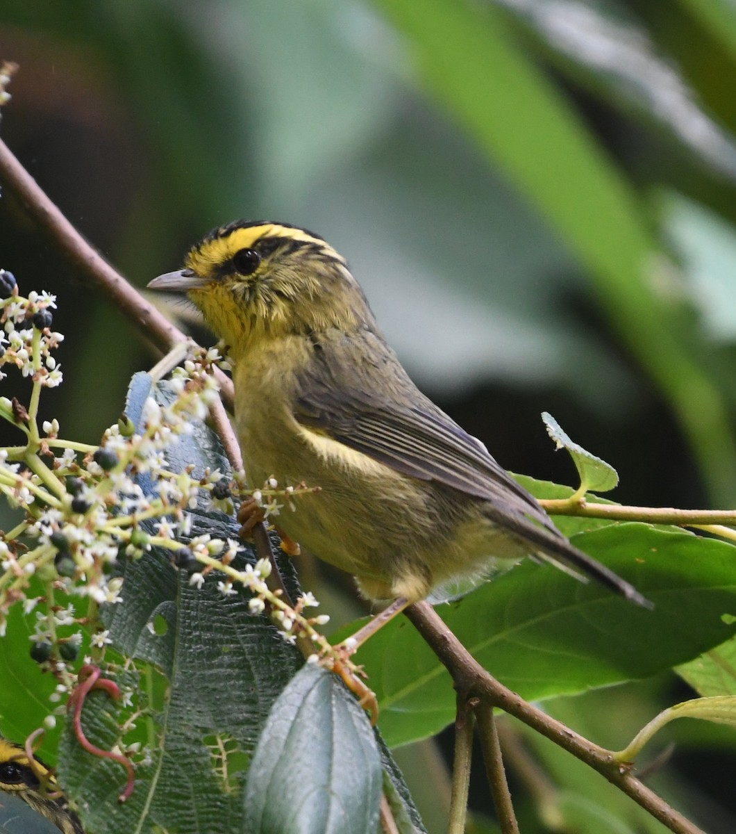 Yellow-throated Fulvetta - ML647415294