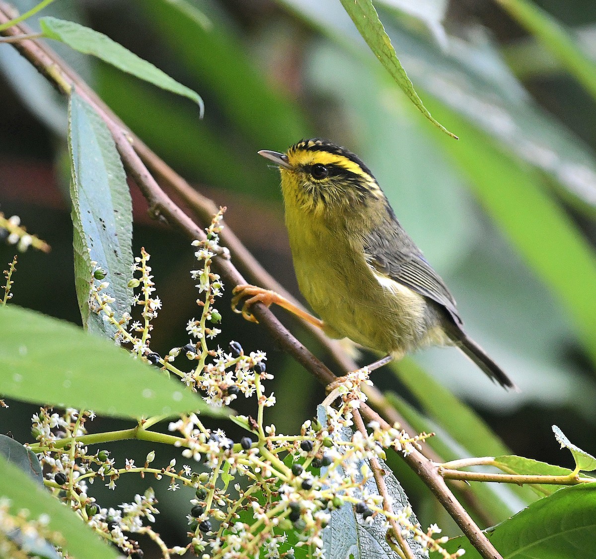 Yellow-throated Fulvetta - ML647415295