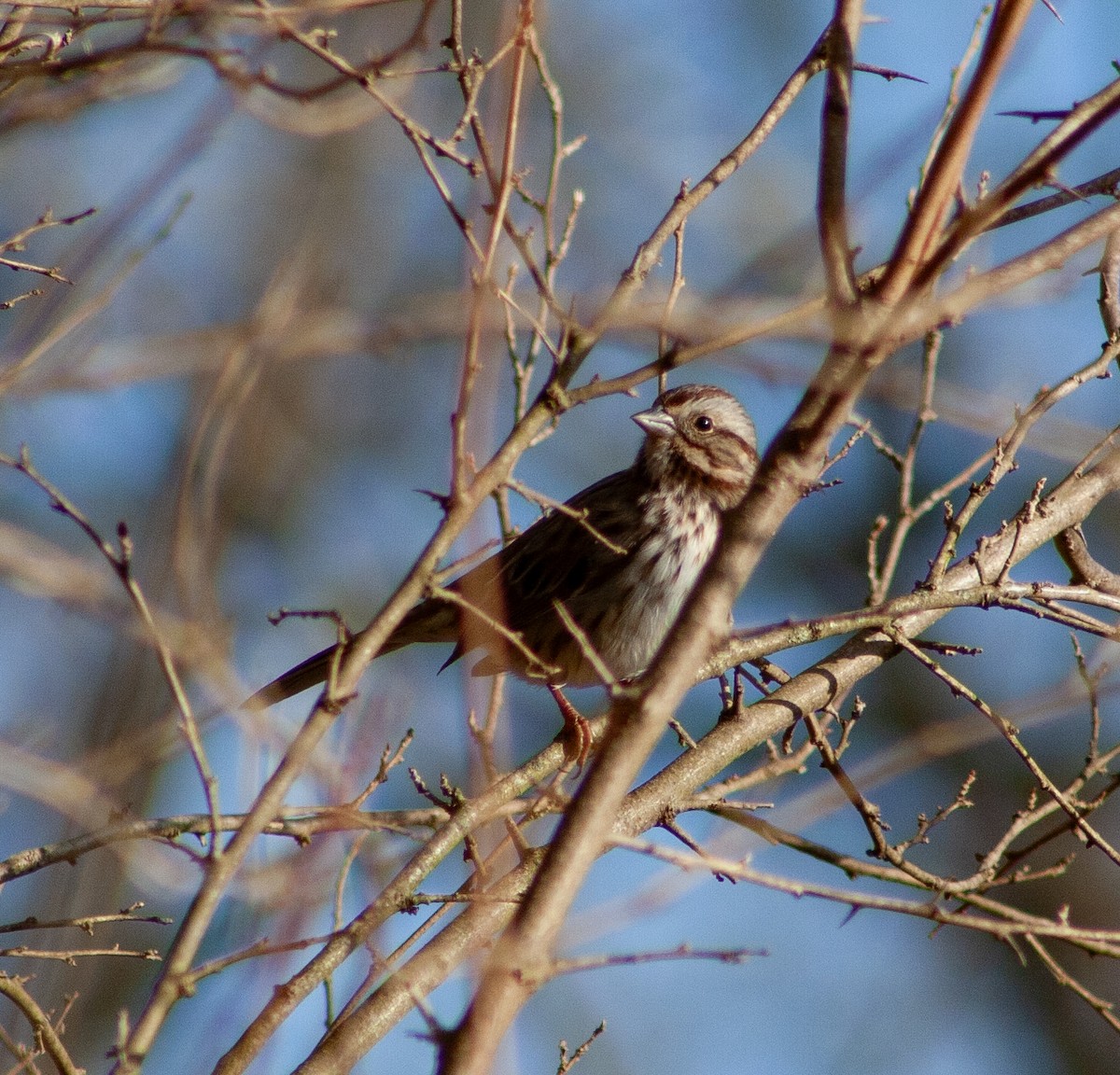 Пасовка співоча - ML647415296