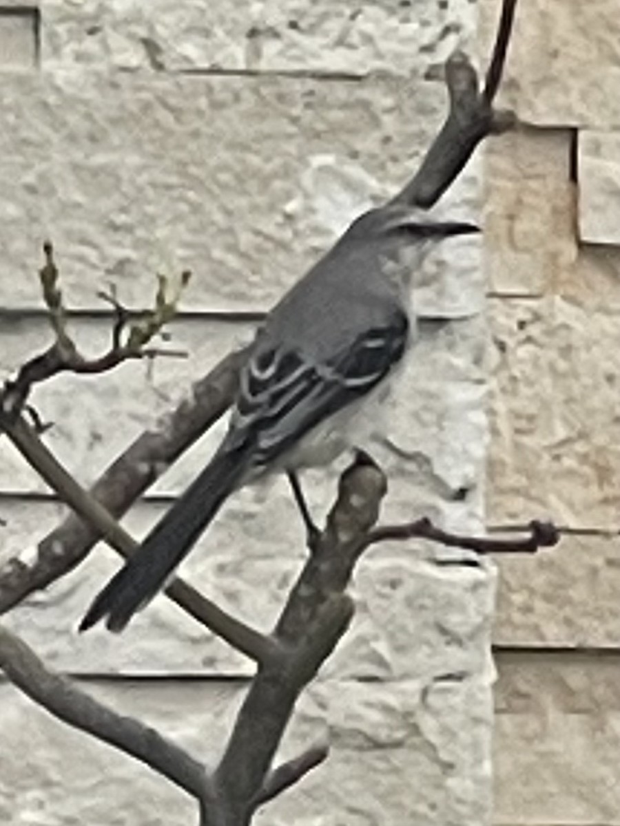 Tropikal Taklitçi - ML647415298