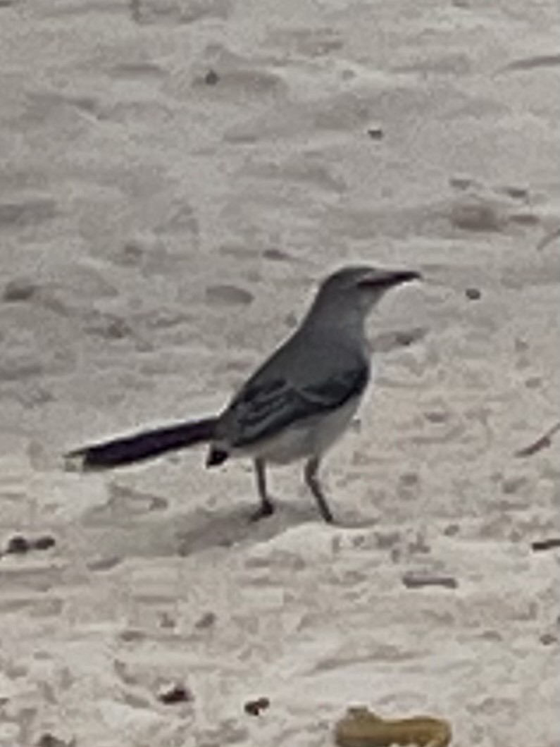 Tropikal Taklitçi - ML647415299