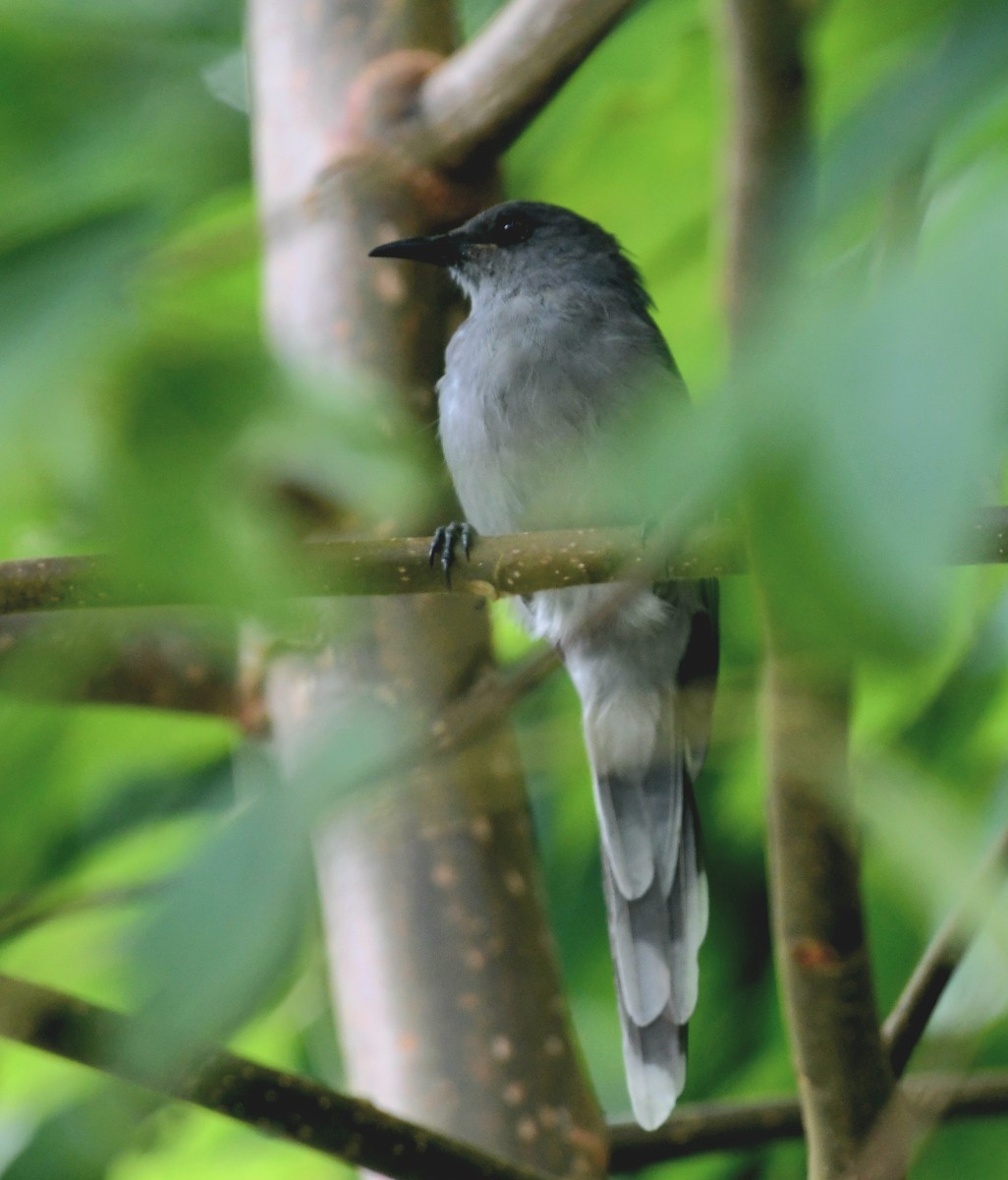 Long-tailed Sibia - ML647415303