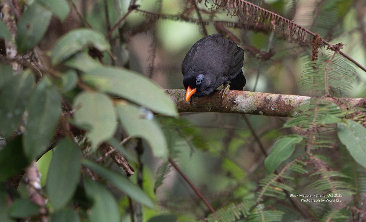 Black Laughingthrush - ML647415307