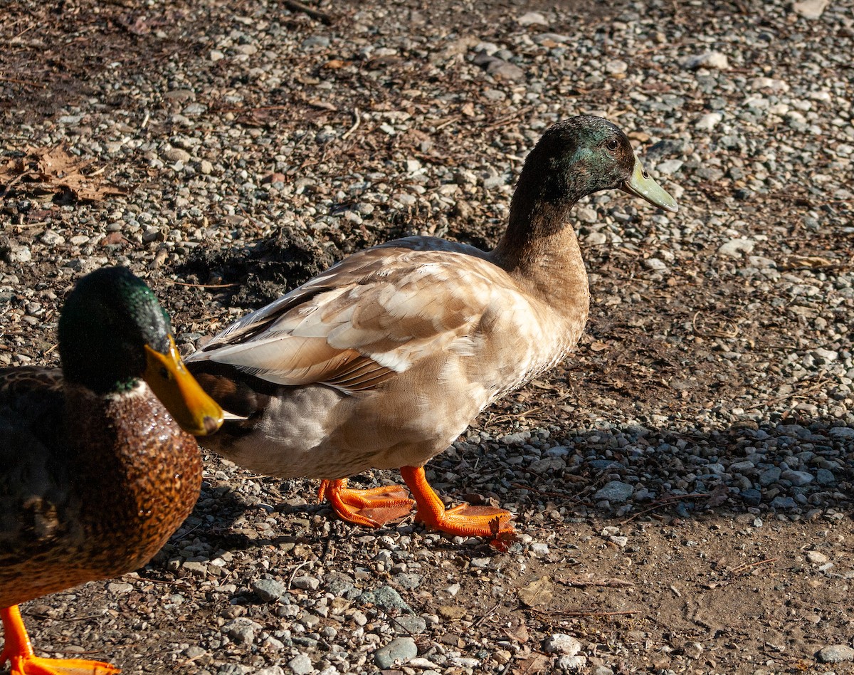 Крижень (свійський) - ML647415310