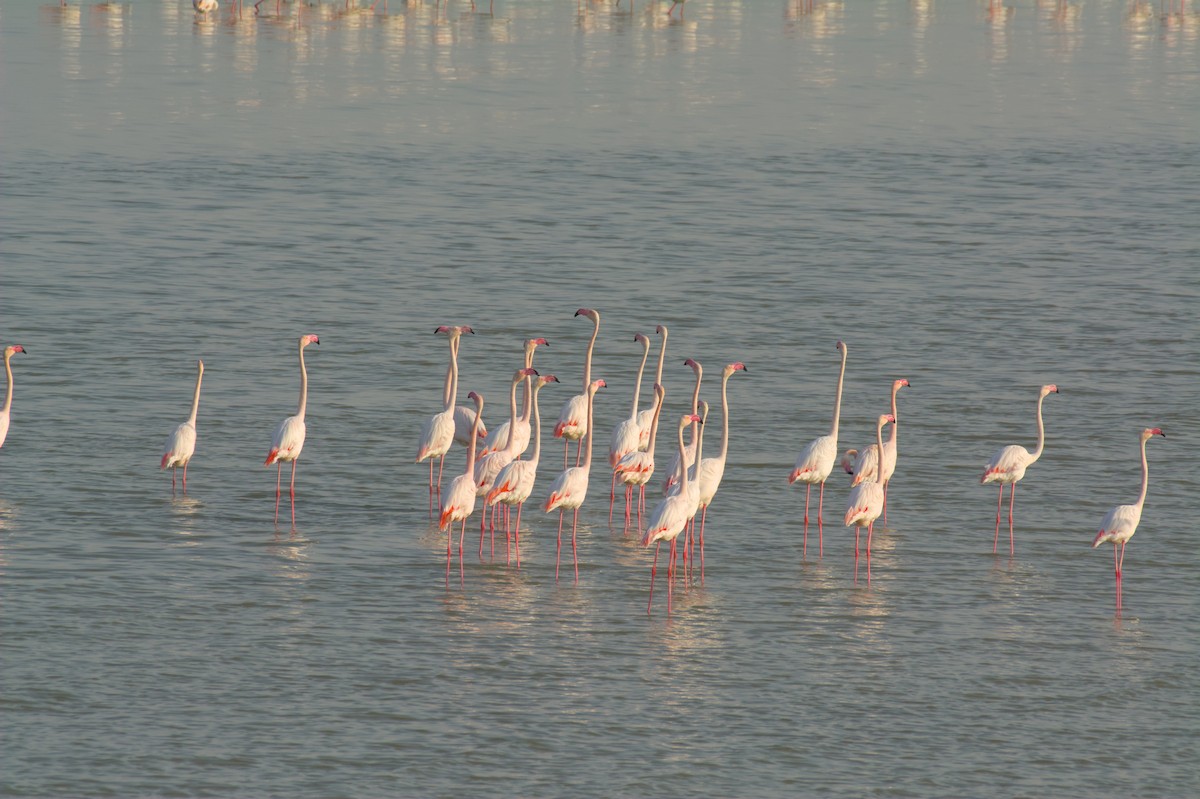 Flamant rose - ML647415313