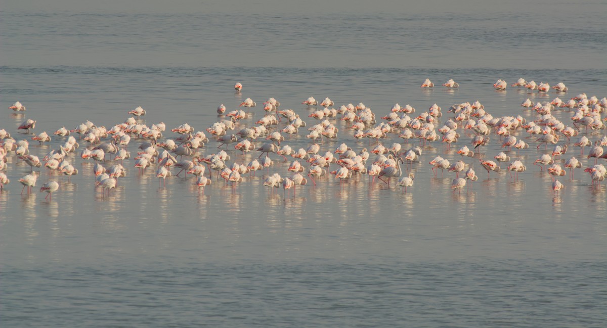 Flamant rose - ML647415316