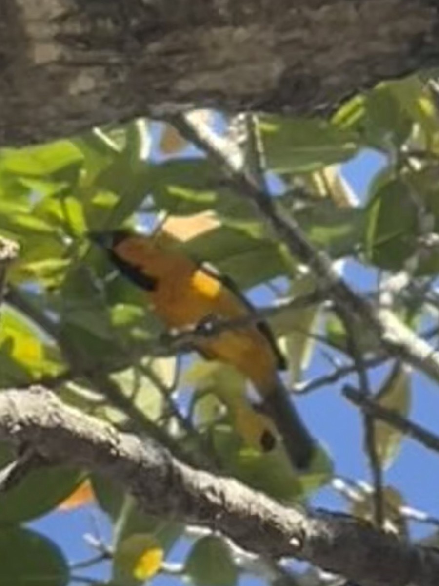 Altamira Oriole - ML647415317