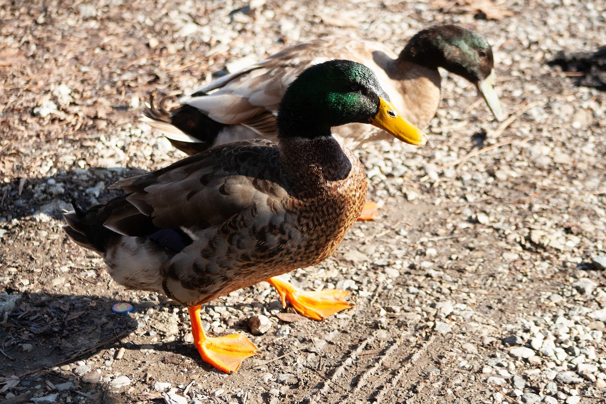 Крижень (свійський) - ML647415318