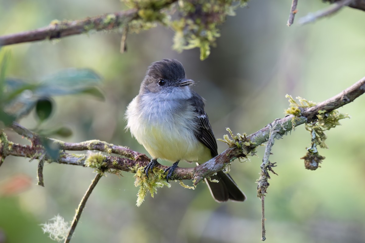 Tyran givré - ML647415319