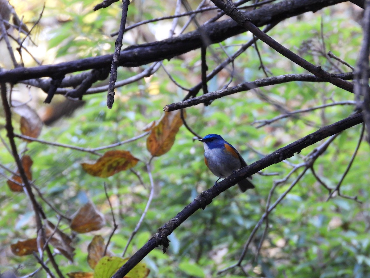 Himalayan Bluetail - ML647415321