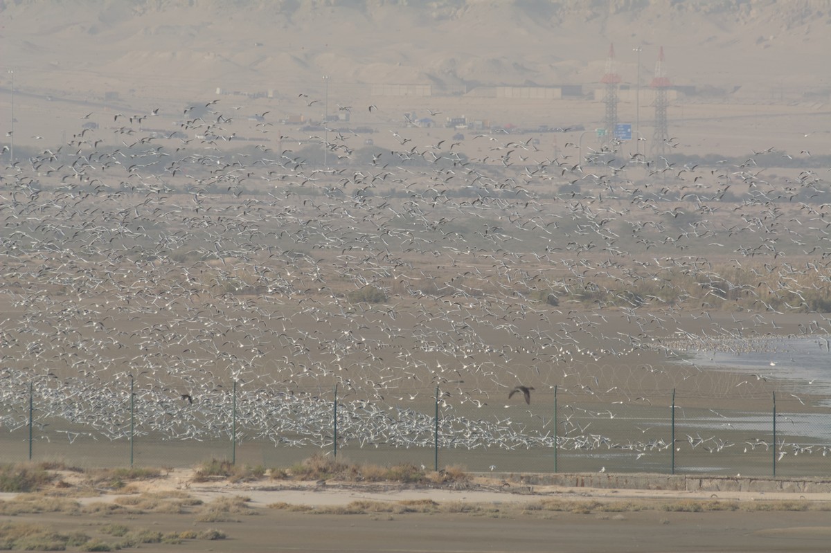 tanımsız Larinae sp. - ML647415326