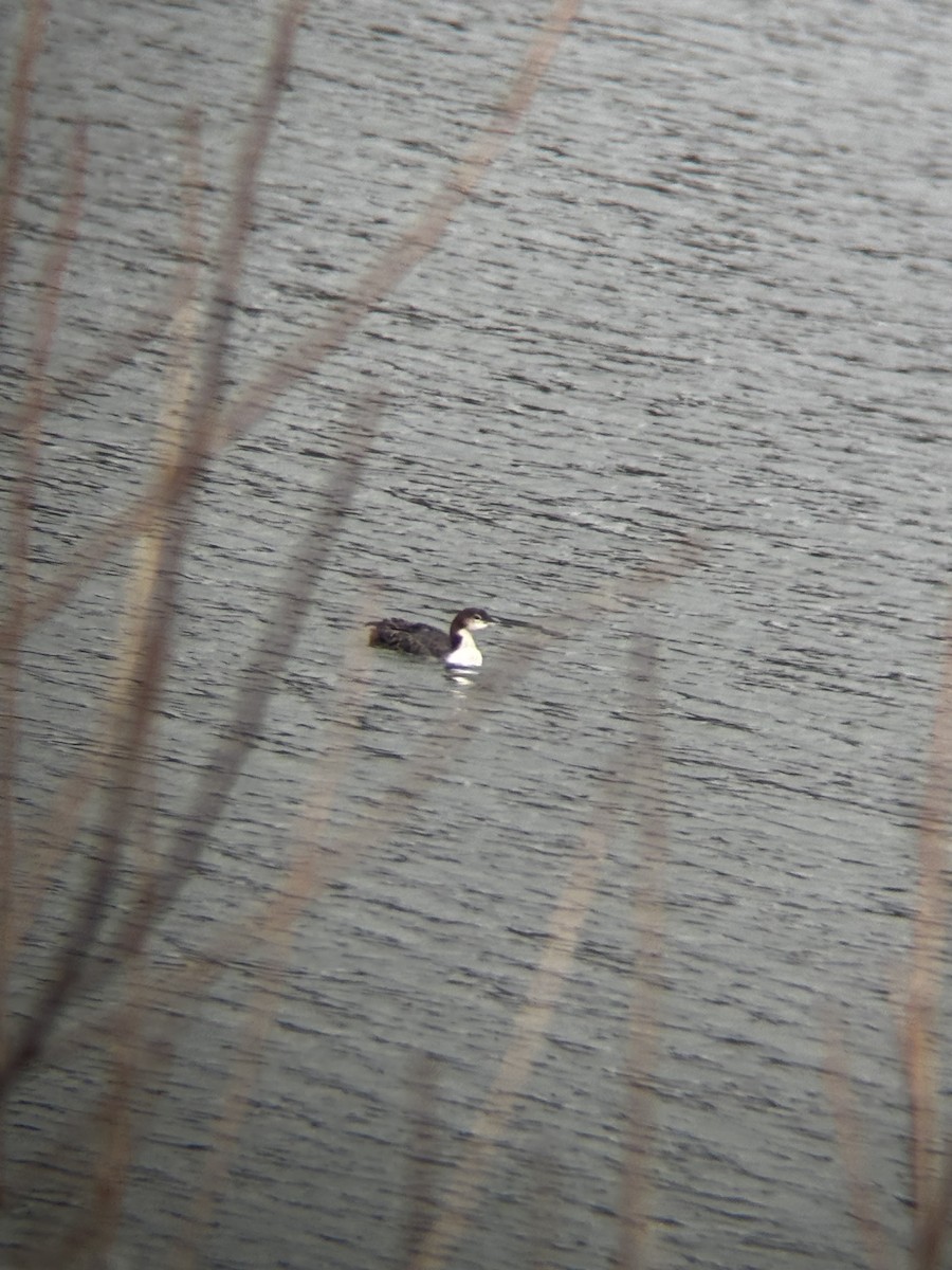 Common Loon - ML647415328