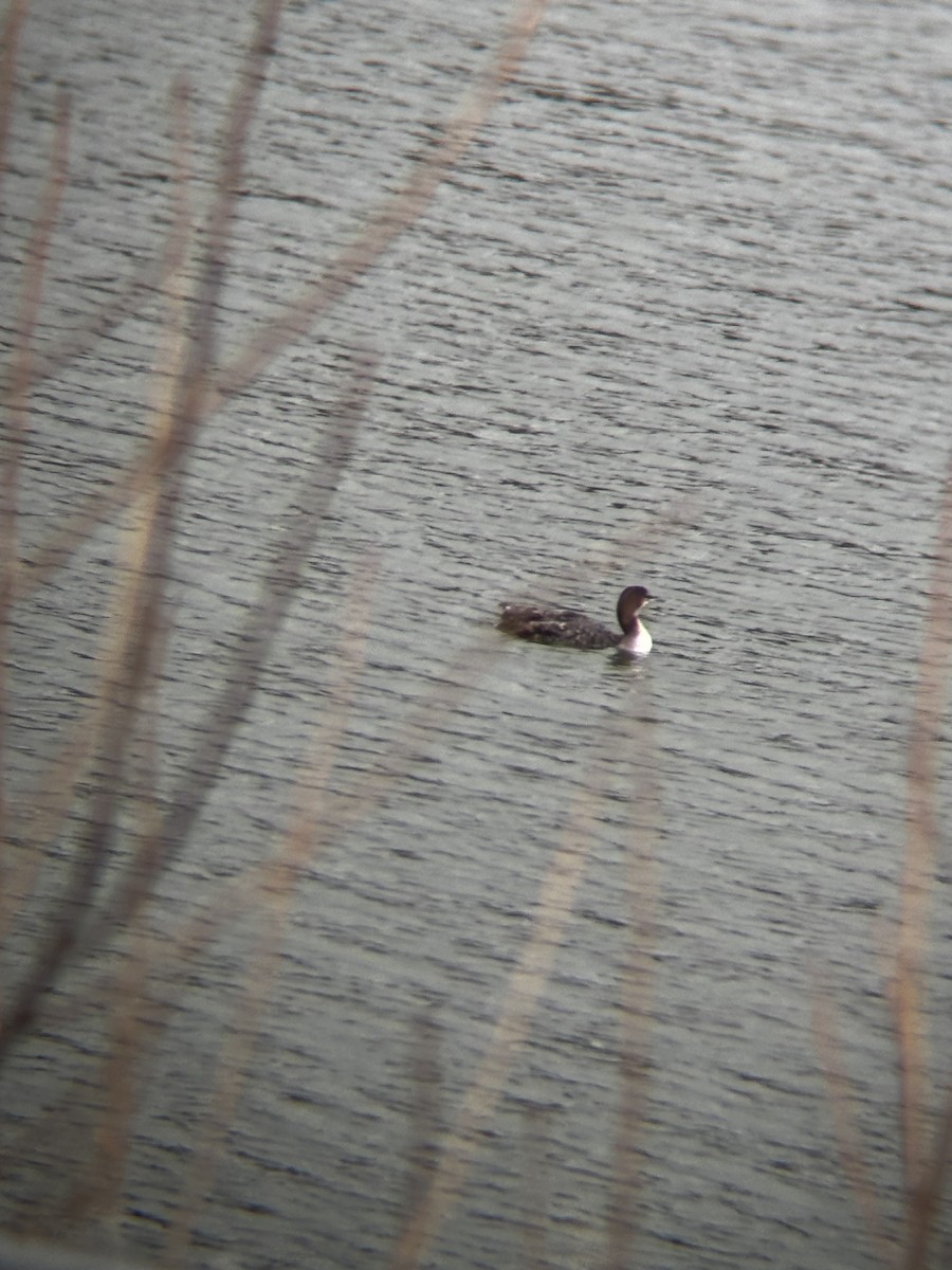 Common Loon - ML647415329