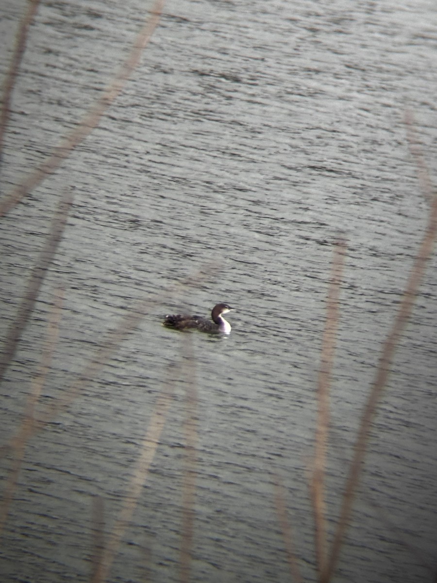 Common Loon - ML647415330