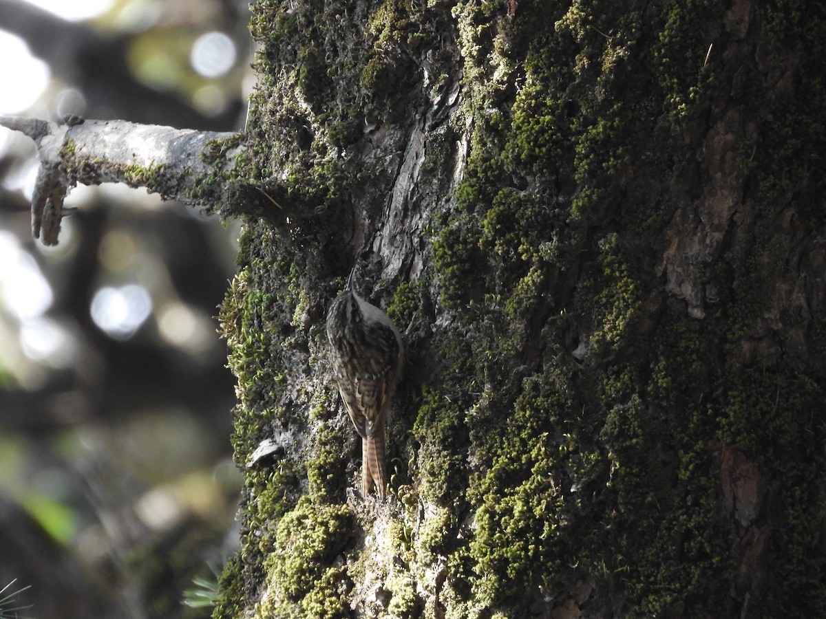 šoupálek proužkoocasý - ML647415333