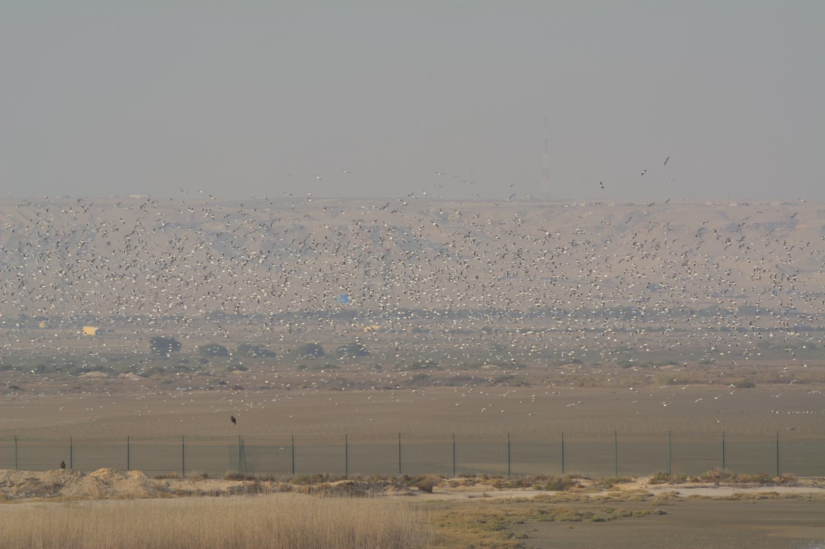 tanımsız Larinae sp. - ML647415335