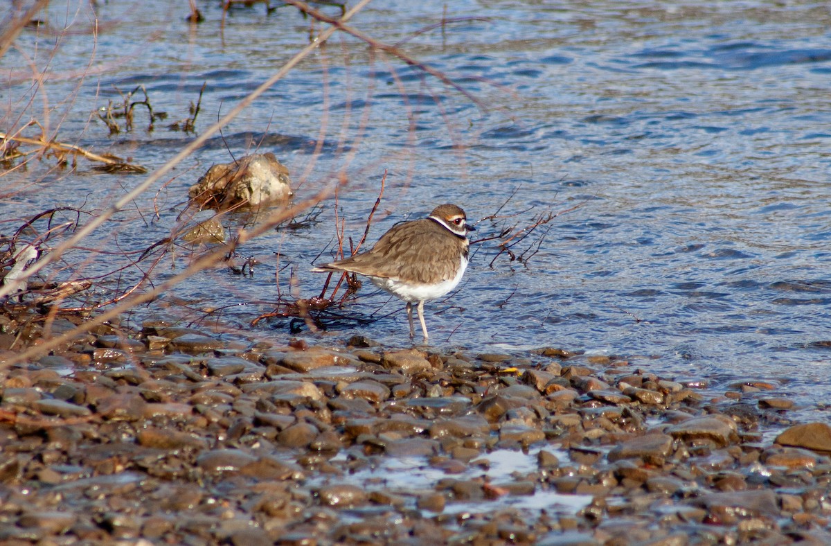 Пісочник крикливий - ML647415337