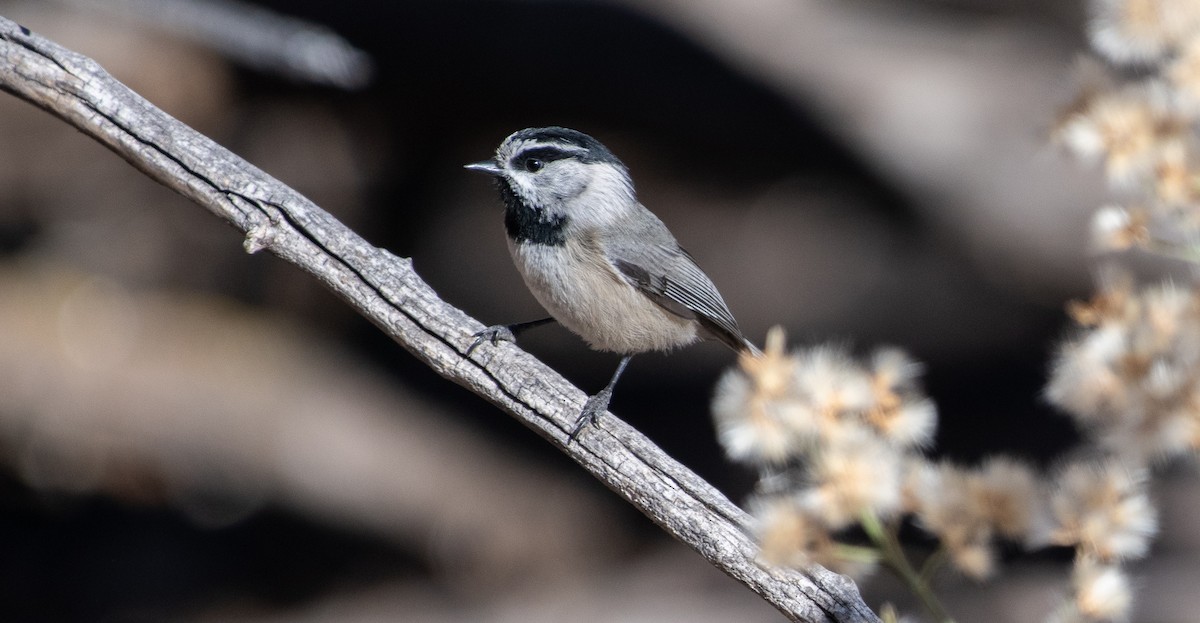 sýkora horská - ML647415360