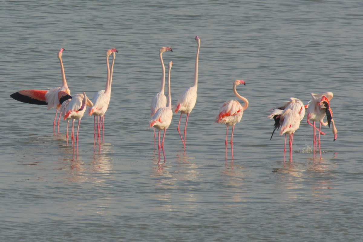 Flamant rose - ML647415361