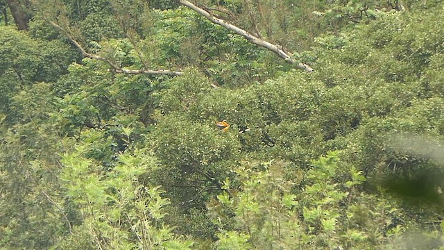 Двурогий калао - ML647415362