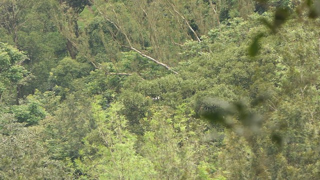 Двурогий калао - ML647415364