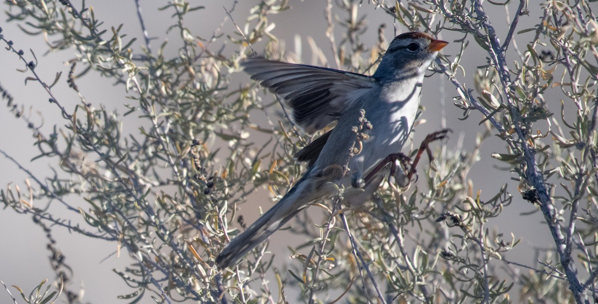 strnádka vrabcovitá - ML647415366