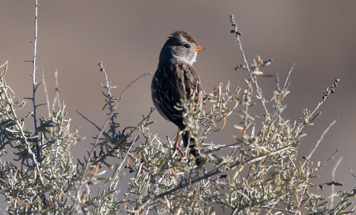 strnádka vrabcovitá - ML647415367
