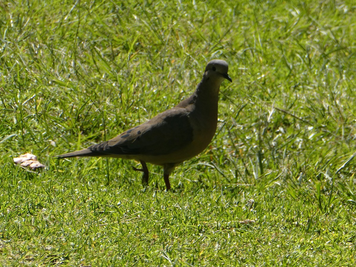 Eared Dove - ML647415369