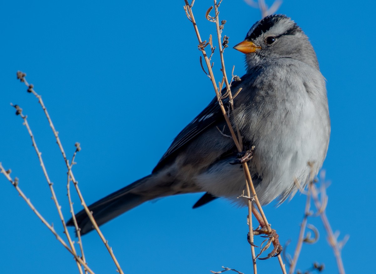 White-crowned Sparrow - ML647415377