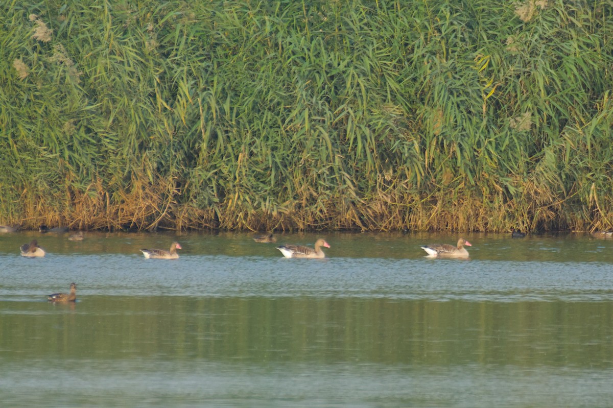 Boz Kaz (evcil tip) - ML647415381