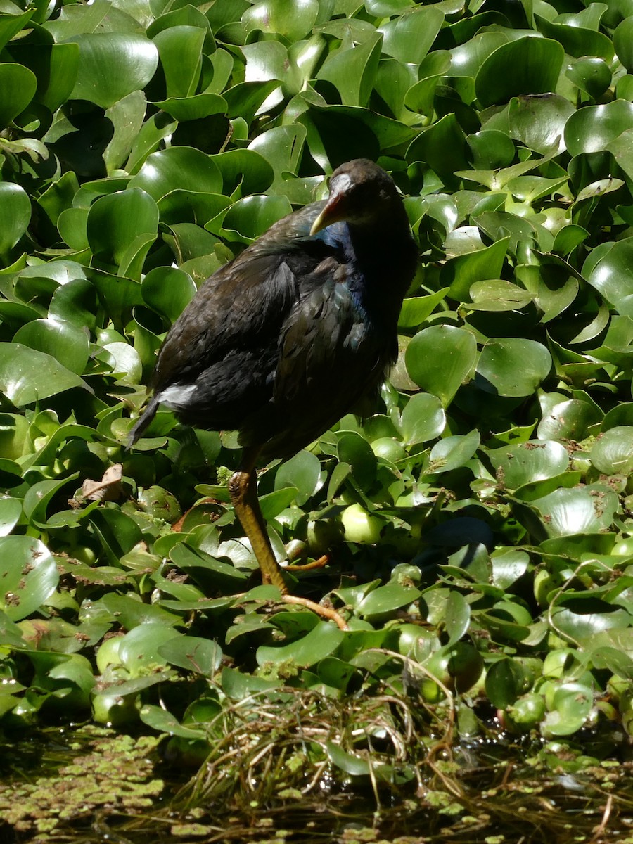 Purple Gallinule - ML647415382