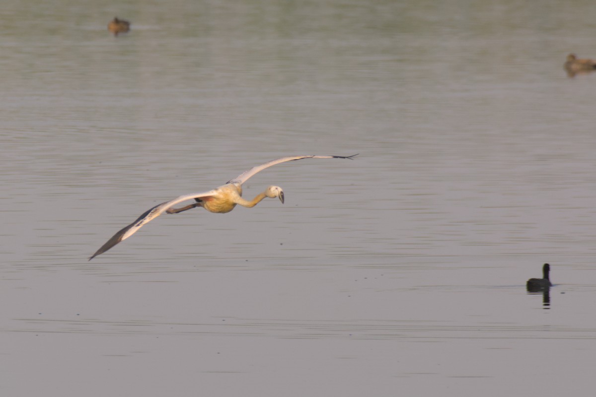 Flamant rose - ML647415386