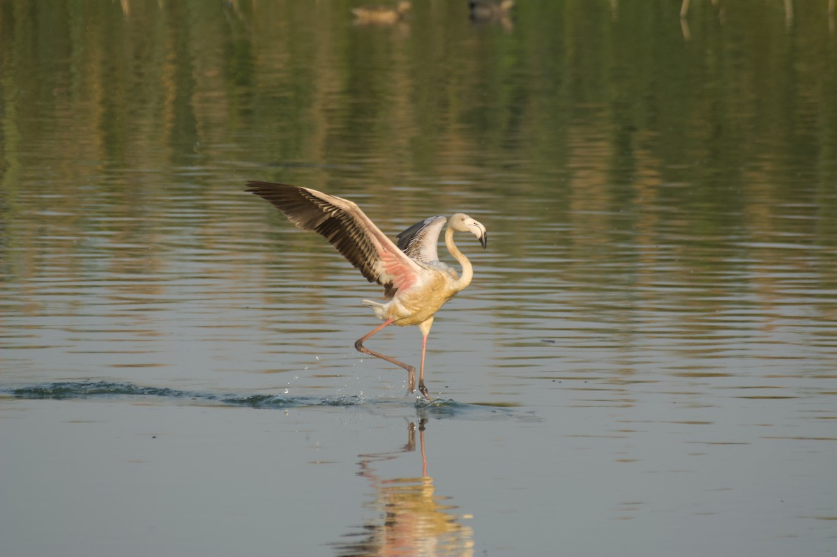 Flamant rose - ML647415390