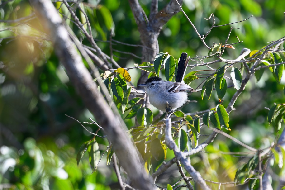 Caatinga Antwren - ML647415392