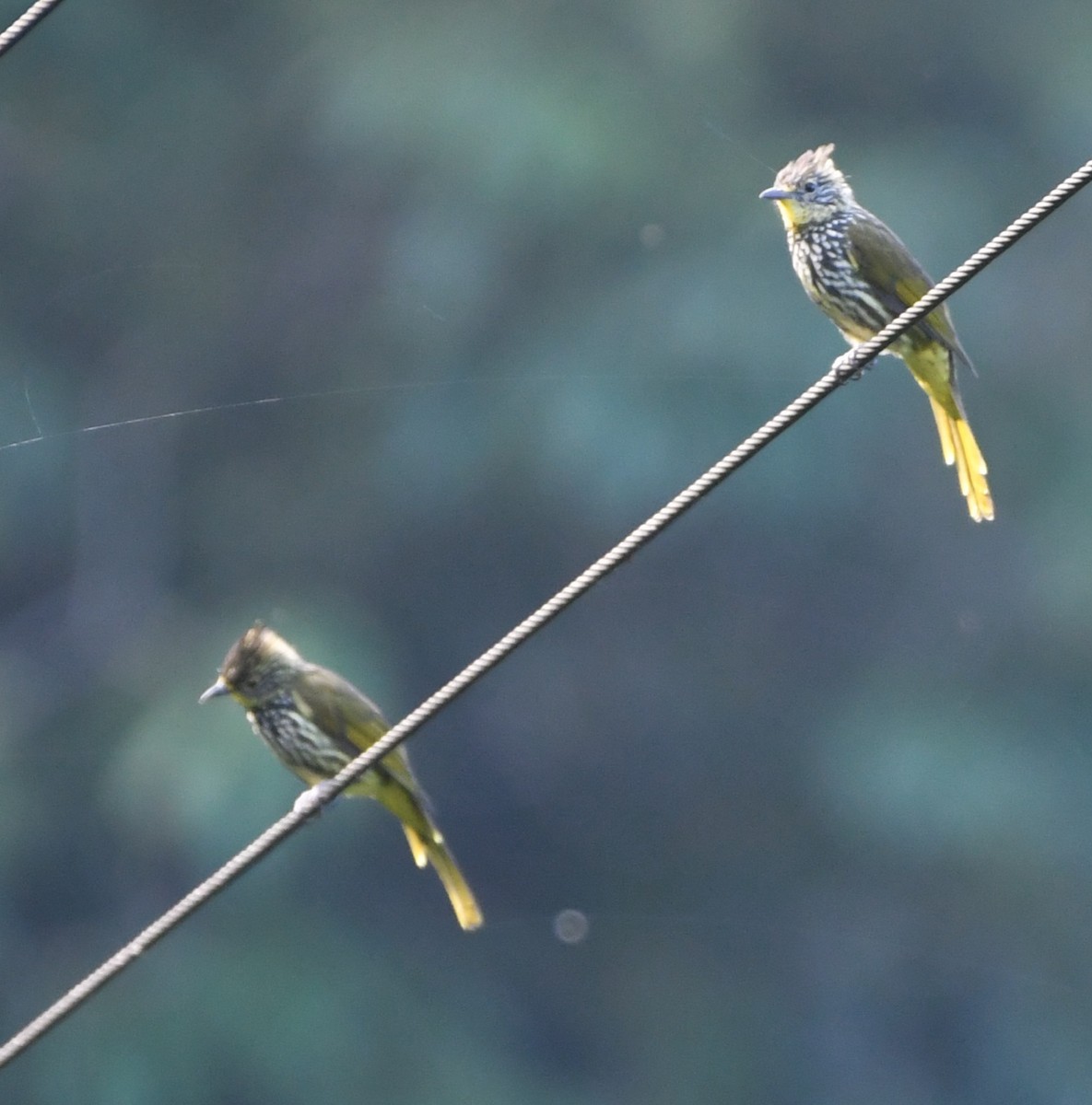 Striated Bulbul - ML647415406