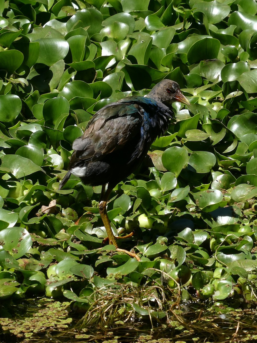 Purple Gallinule - ML647415410